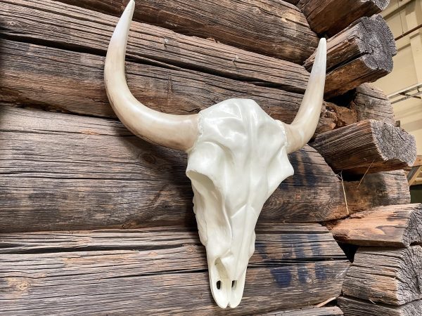 Schedel Buffalo - Nature