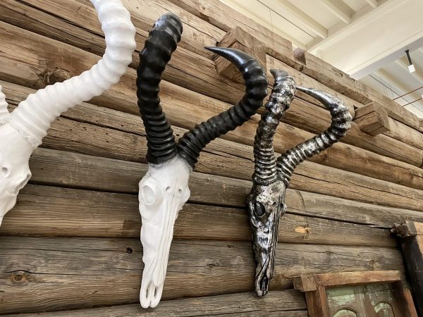 Schedel Ram - wit / zwart - groot