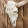 Schedel Buffalo - Nature - Afbeelding 2