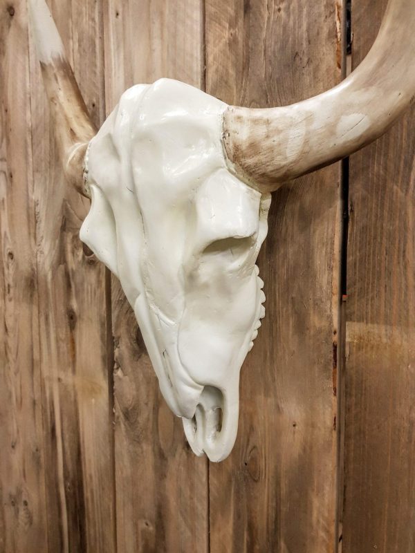 Schedel Buffalo - Nature - Afbeelding 2