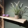 Wandplank boomstam - Suar tropisch hardhout - 30/35 mm - Afbeelding 4